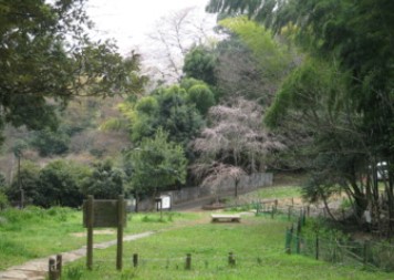 ロイヤルシャトー武蔵新城 公園