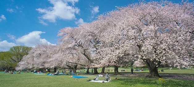 パークハイム砧 公園