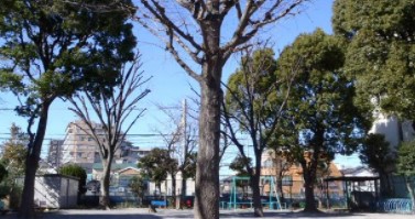 シティテラス大森西 公園