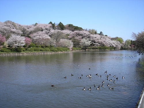 横浜三ツ池公園パーク・ホームズ 公園