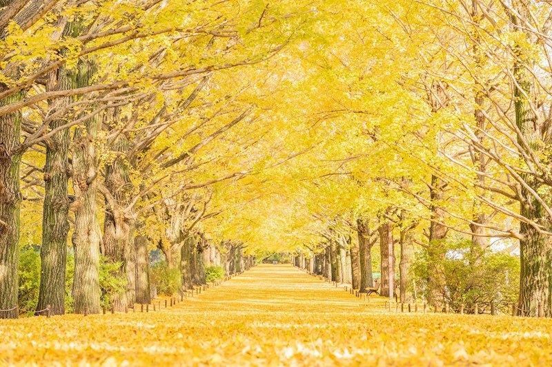 シティコープ立川 その他