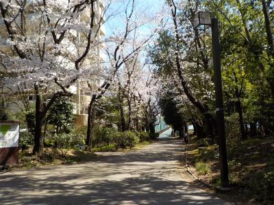 カテリーナ石神井公園 公園