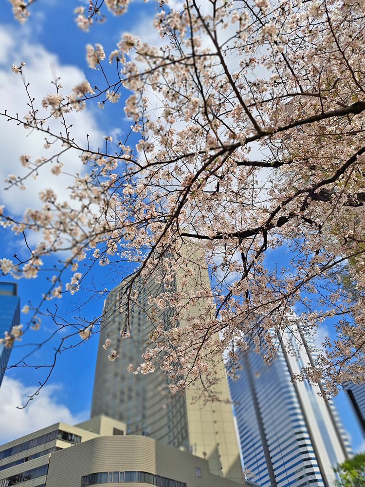 ディオレ西新宿 その他