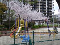 プリメール柳島 公園