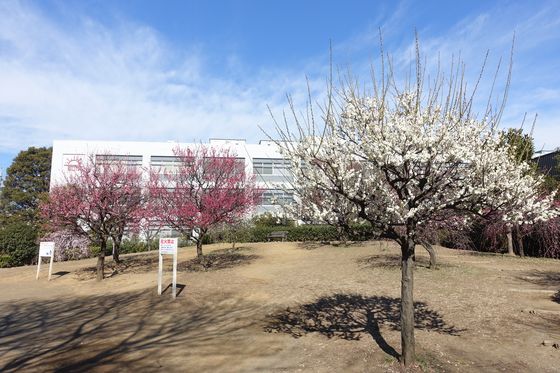 バンベール高津 公園