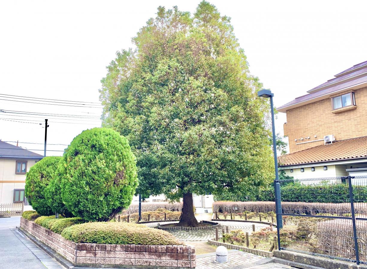 レーヴステージ善福寺公園 公園